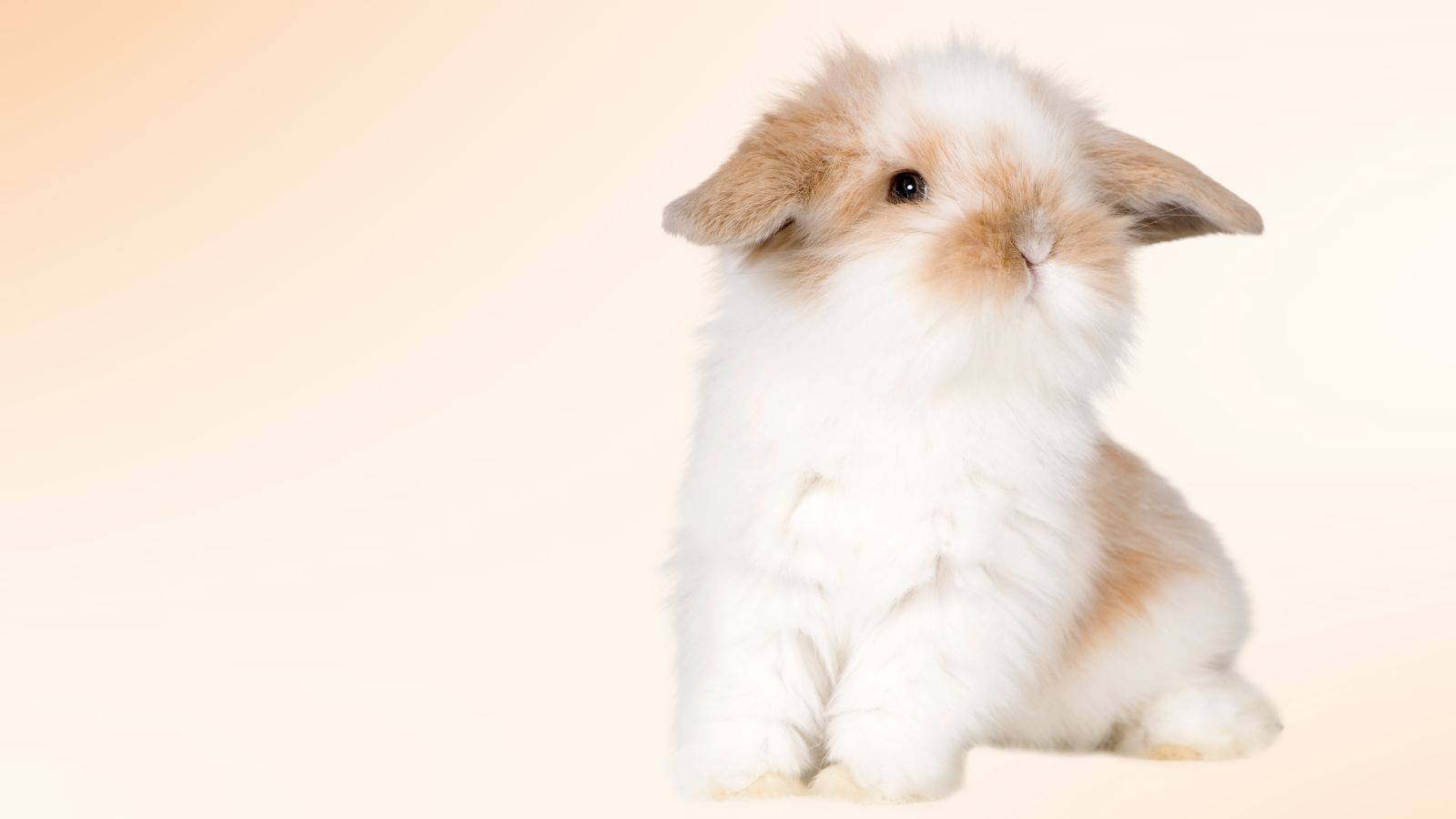 EERLIJKE SCHOONHEID: DIERPROEFVRIJ EN VEGAN